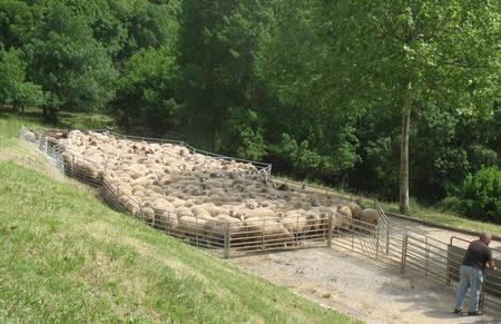 La tonte des moutons 3127450395.1305043793.JPG