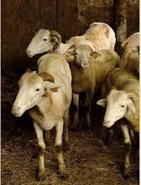 La tonte des moutons 26688597.1305052533.jpg