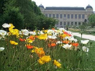 Les pavots du Jardin des Plantes (Paris)