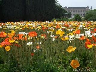 Les pavots du Jardin des Plantes (Paris)