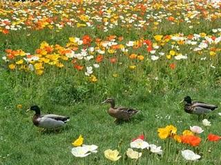 Les pavots du Jardin des Plantes (Paris)
