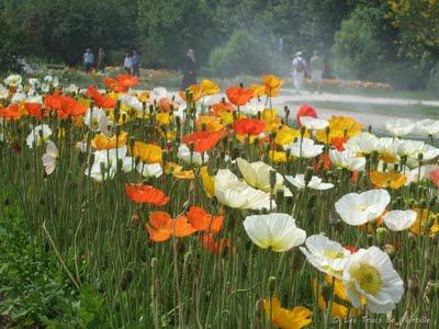 Les pavots du Jardin des Plantes (Paris)