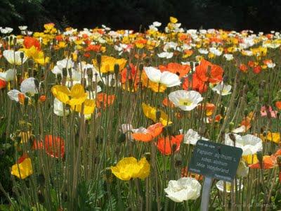Les pavots du Jardin des Plantes (Paris)