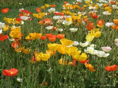 Les pavots du Jardin des Plantes (Paris)