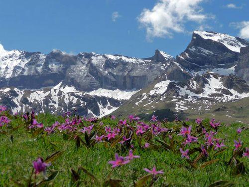 hourmagerie-vallee-de-la-gela-pyrenees parterre fleuri devant la muraille de Barroude Pyrénées
