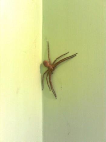 Histoire de bébête… (et de toilettes) inde,assam,araignée,toilette