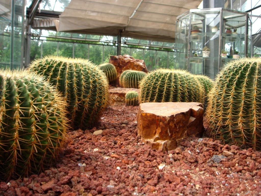 DSC02490 植物园 Jardin Botanique (I)