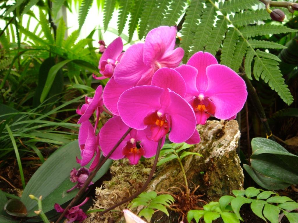 DSC02475 植物园 Jardin Botanique (I)