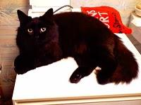 Connaissez-vous ClicAnimaux.com ? Connaissez-vous ClicAnimaux.com ?