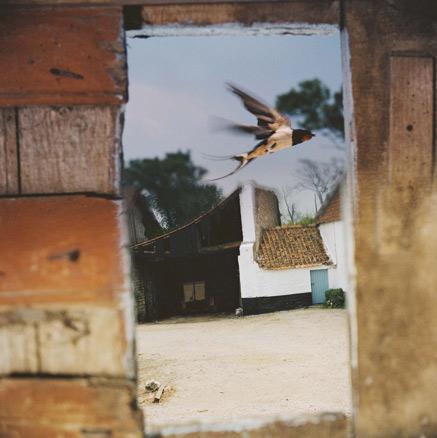 Jean-Luc_Mylayne,_n.4_Juin_Julliet_Aout_1979 « Pour faire le portrait d’un oiseau » selon Jean-Luc Mylayne