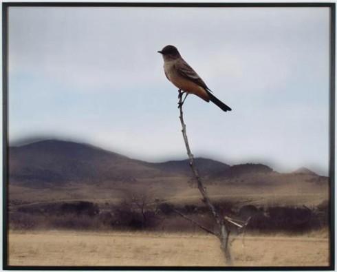 Jean-Luc_Mylayne_n_423_Janvier_Fevrier_Mars_2007 « Pour faire le portrait d’un oiseau » selon Jean-Luc Mylayne