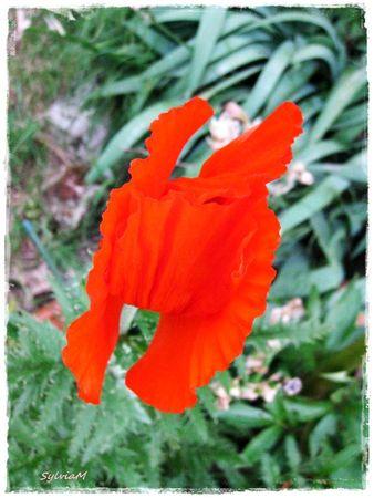 Je suis descendu dans mon jardin pavot_orient_1