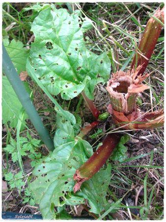 Je suis descendu dans mon jardin rhubarbe