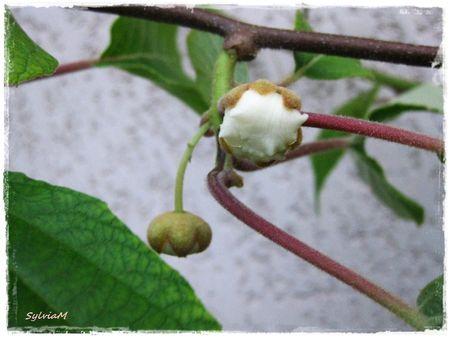 Je suis descendu dans mon jardin bouton_de_kiwi_2