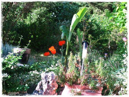 Je suis descendu dans mon jardin pavot_et_bananier