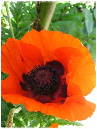 Je suis descendu dans mon jardin pavot_orient_3