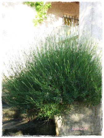 Je suis descendu dans mon jardin lavande