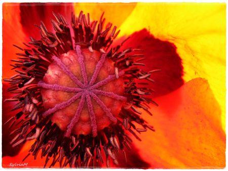 Je suis descendu dans mon jardin coeur_pavot_2