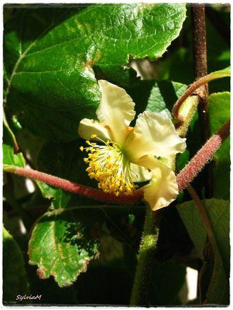 Je suis descendu dans mon jardin kiwis_3