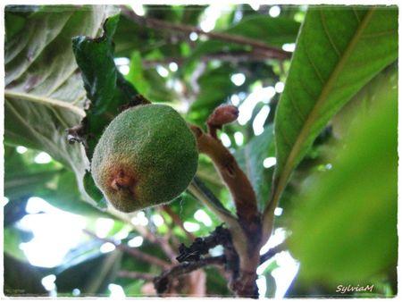 Je suis descendu dans mon jardin nefles