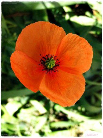 Je suis descendu dans mon jardin coquelicot_sylviam