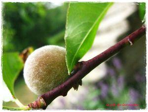 Je suis descendu dans mon jardin une_peche