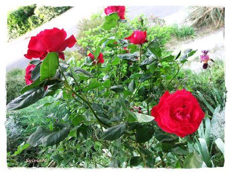 Je suis descendu dans mon jardin rosier_rouge_1
