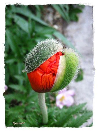 Je suis descendu dans mon jardin bouton_pavot_1