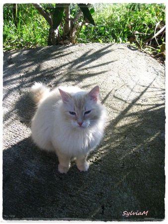 Je suis descendu dans mon jardin cachou_repos