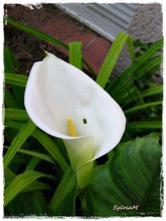 Je suis descendu dans mon jardin arum
