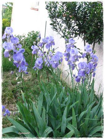 Je suis descendu dans mon jardin iris_mauve