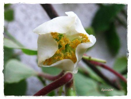 Je suis descendu dans mon jardin fleur_de_kiwis_1