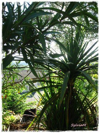 Je suis descendu dans mon jardin yuccas