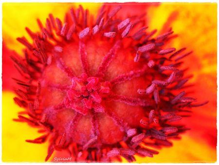 Je suis descendu dans mon jardin coeur_pavot_4