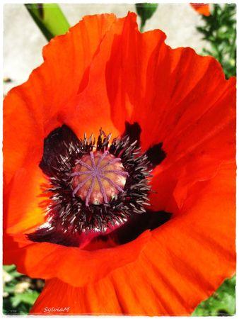 Je suis descendu dans mon jardin pavot_coeur_1