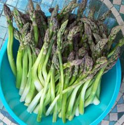 FetL-asperges-VG asperges