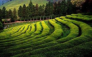 Le thé vert ----2.jpg