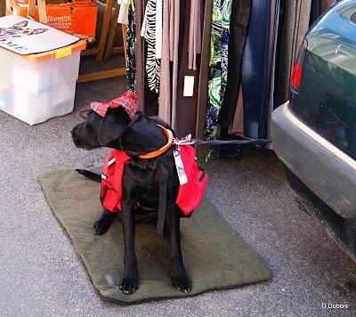 Chien au Marché. Chien au Marché.