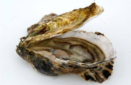 huitre_2 Top 10 des aphrodisiaques naturels