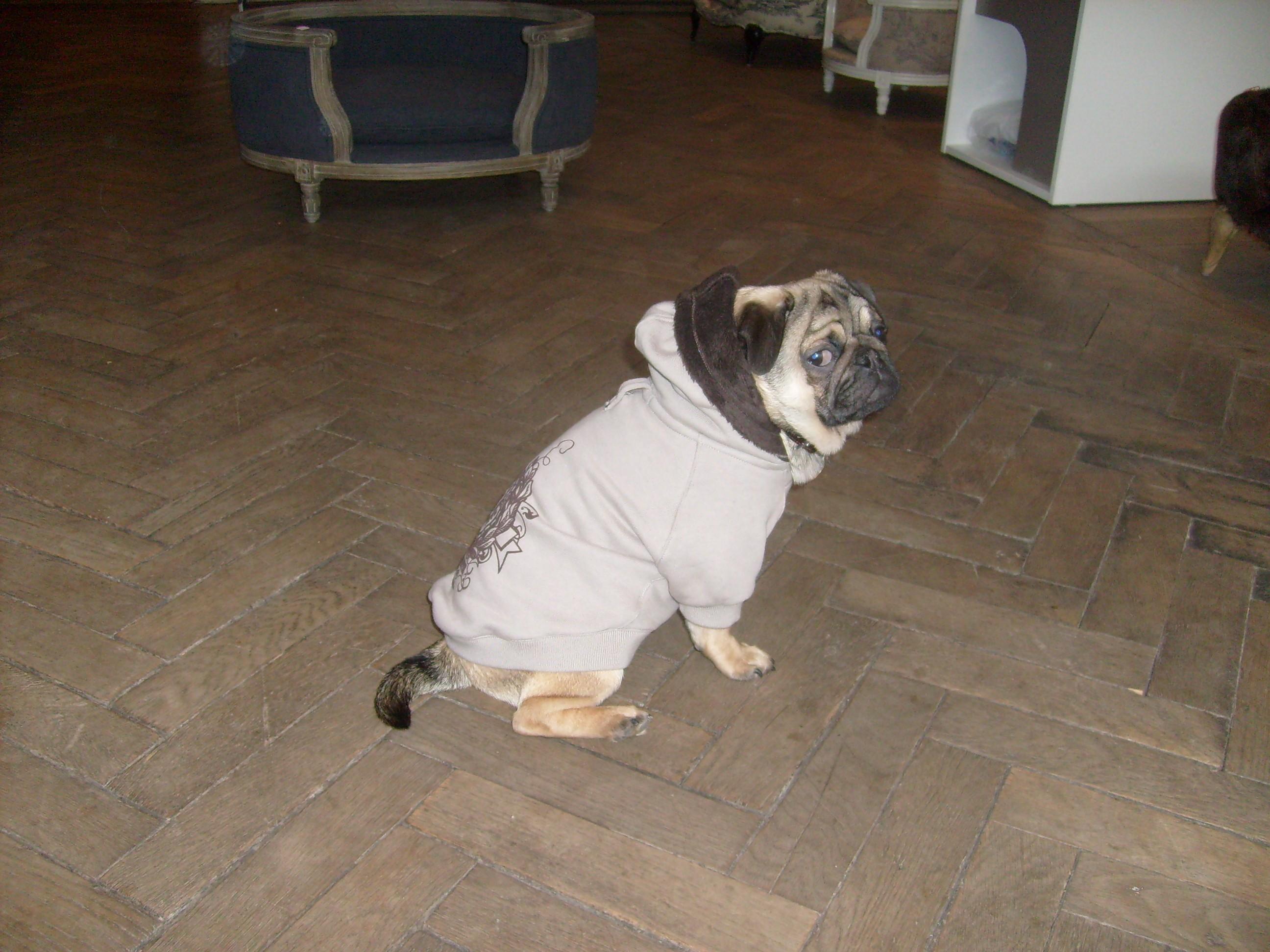 Envoyez-nous vos photos! sweat carlin