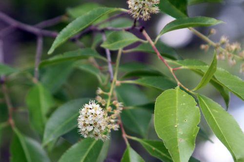 Prunus serotina jardin