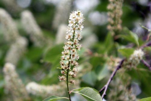 Prunus serotina jardin