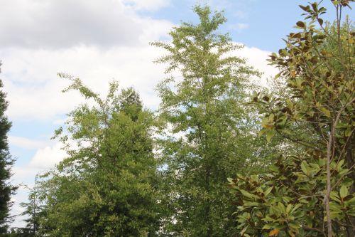 Prunus serotina jardin