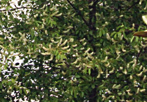 Prunus serotina jardin