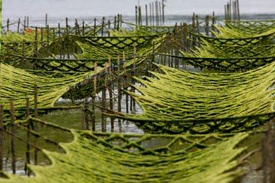 Récolte des algues Asa