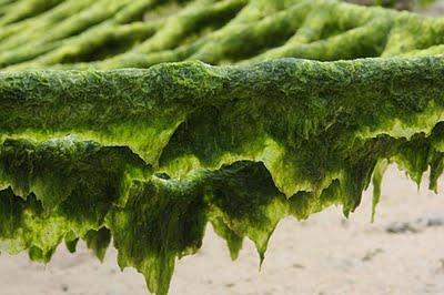 Récolte des algues Asa