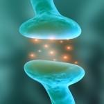 journal of neuroscience,circuit neuronal,activité cellulaire,hyperactivité