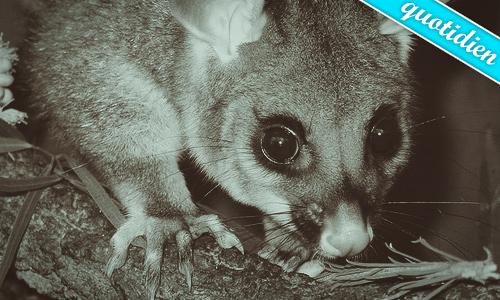 C'est un possum furax C'est un possum furax