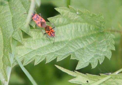 La saison des amours nature