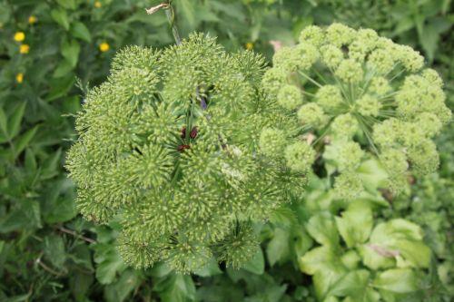 La saison des amours nature